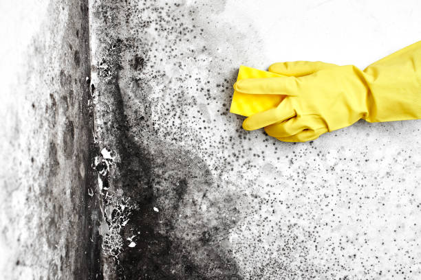 Best Black Mold Removal  in Milford Square, PA